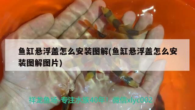 魚缸懸浮蓋怎么安裝圖解(魚缸懸浮蓋怎么安裝圖解圖片)