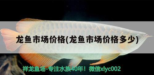 龍魚市場價格(龍魚市場價格多少)