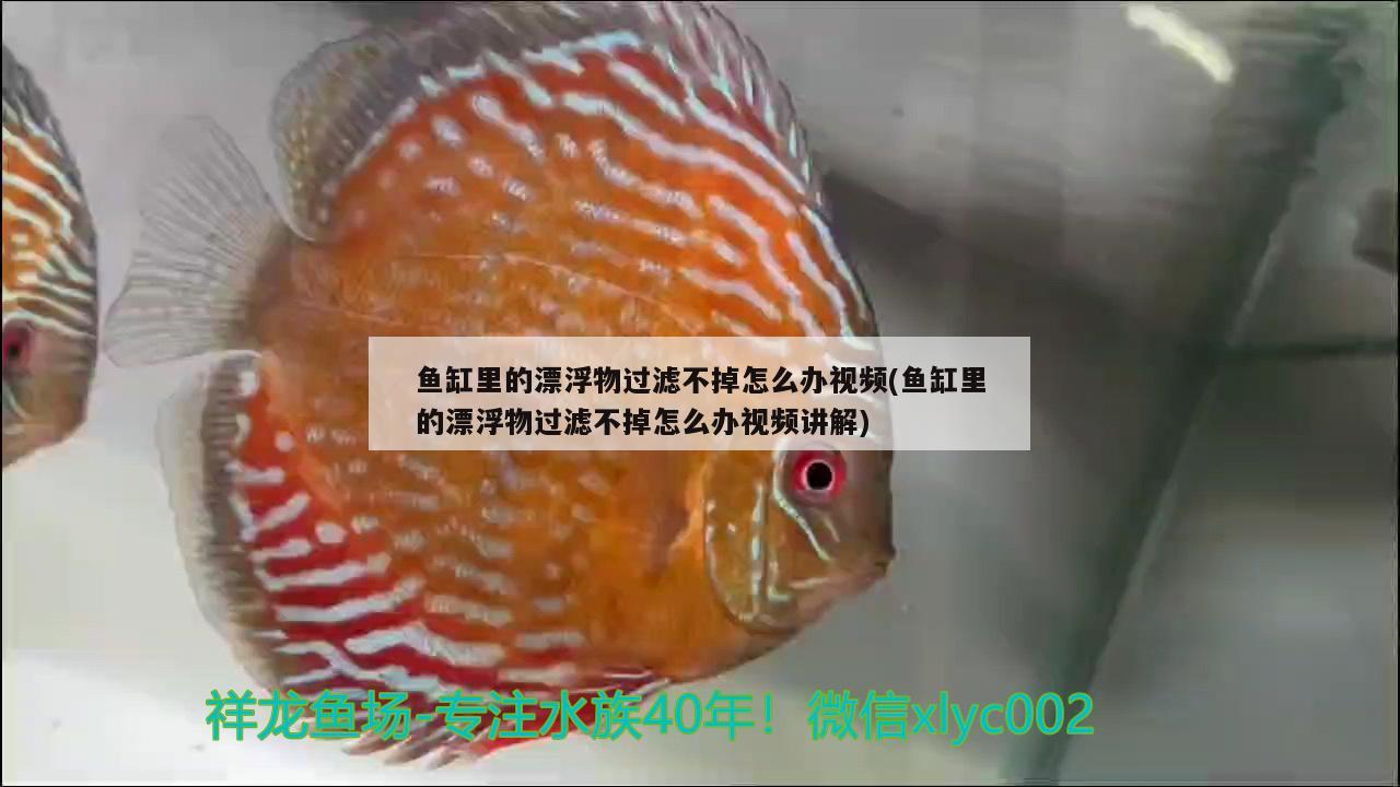 魚缸里的漂浮物過濾不掉怎么辦視頻(魚缸里的漂浮物過濾不掉怎么辦視頻講解)