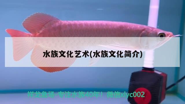 水族文化藝術(水族文化簡介) 2024第28屆中國國際寵物水族展覽會CIPS（長城寵物展2024 CIPS）