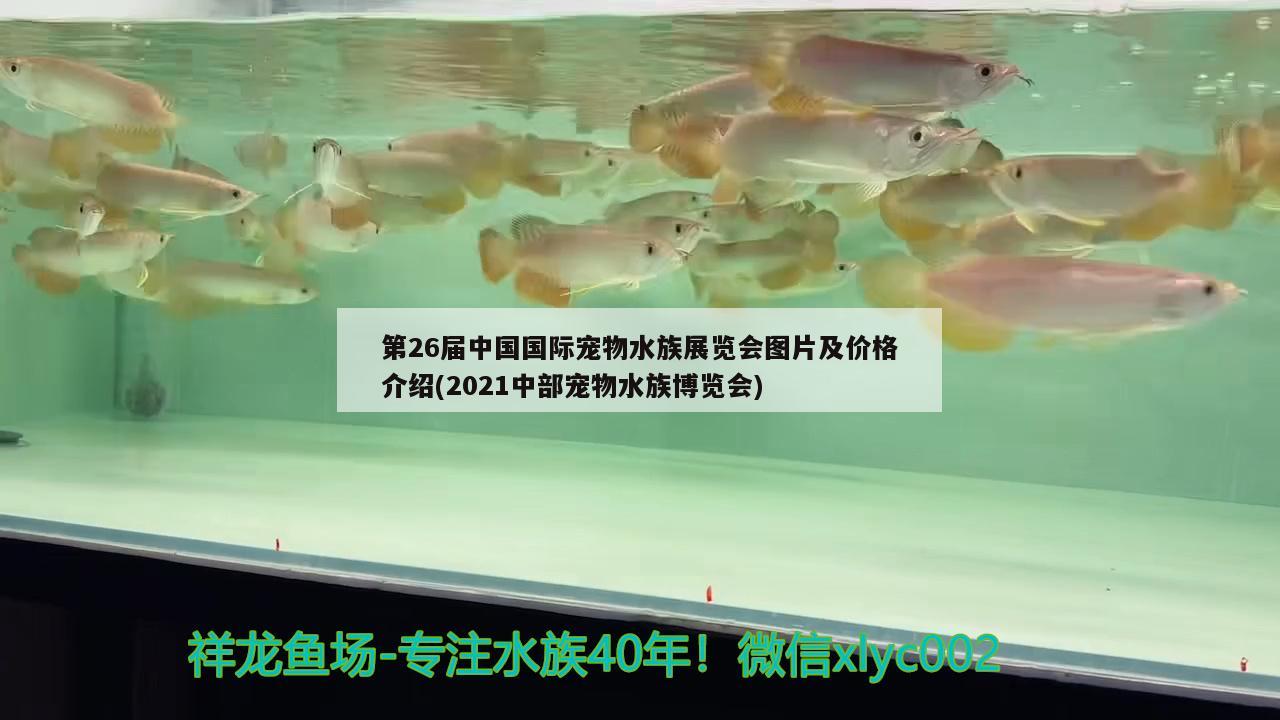 第26屆中國(guó)國(guó)際寵物水族展覽會(huì)圖片及價(jià)格介紹(2021中部寵物水族博覽會(huì)) 水族展會(huì)