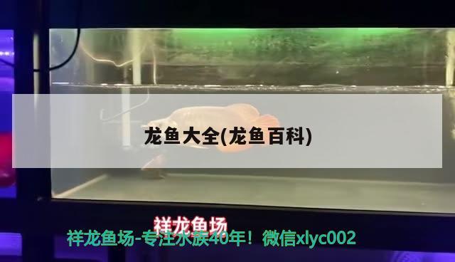 龍魚(yú)大全(龍魚(yú)百科) 2025第29屆中國(guó)國(guó)際寵物水族展覽會(huì)CIPS（長(zhǎng)城寵物展2025 CIPS）