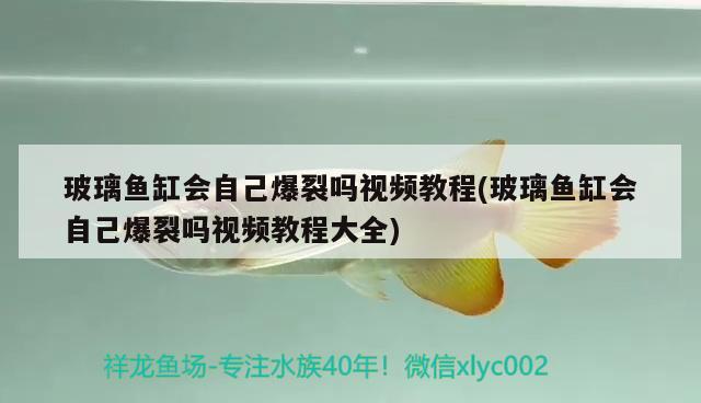 玻璃魚缸會自己爆裂嗎視頻教程(玻璃魚缸會自己爆裂嗎視頻教程大全)