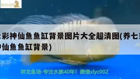 七彩神仙魚(yú)魚(yú)缸背景圖片大全超清圖(養(yǎng)七彩神仙魚(yú)魚(yú)缸背景) 七彩神仙魚(yú)