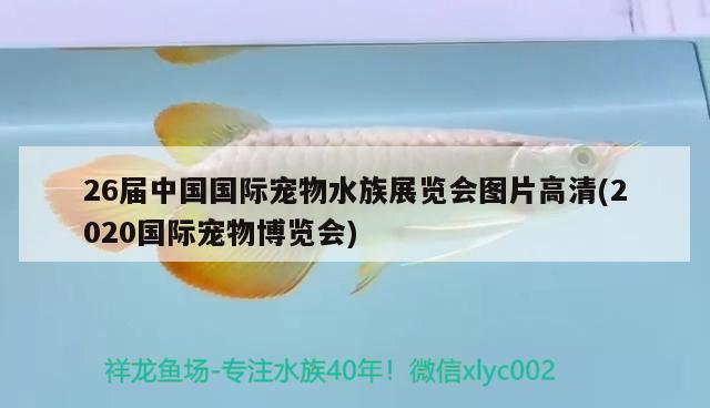 26屆中國國際寵物水族展覽會圖片高清(2020國際寵物博覽會)