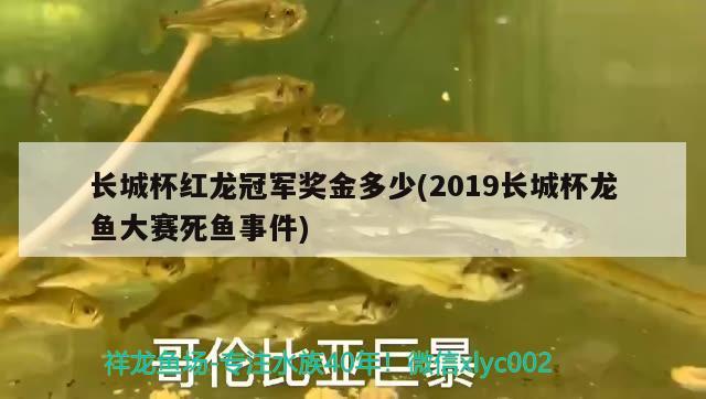 長城杯紅龍冠軍獎金多少(2019長城杯龍魚大賽死魚事件) 2024第28屆中國國際寵物水族展覽會CIPS（長城寵物展2024 CIPS）