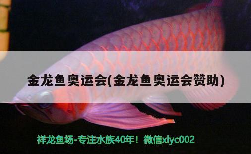 金龍魚奧運會(金龍魚奧運會贊助) 2024第28屆中國國際寵物水族展覽會CIPS（長城寵物展2024 CIPS）