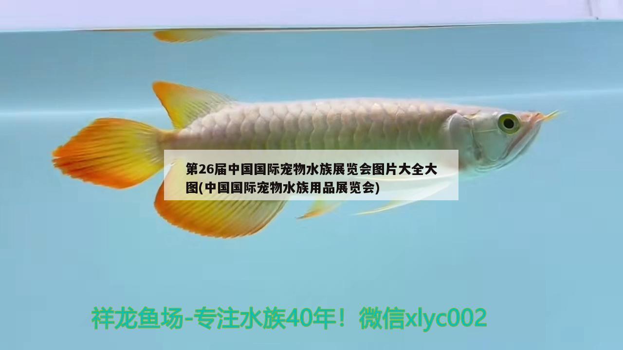 第26屆中國(guó)國(guó)際寵物水族展覽會(huì)圖片大全大圖(中國(guó)國(guó)際寵物水族用品展覽會(huì))