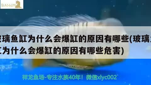 玻璃魚(yú)缸為什么會(huì)爆缸的原因有哪些(玻璃魚(yú)缸為什么會(huì)爆缸的原因有哪些危害) 蘇虎苗（蘇門(mén)答臘虎魚(yú)苗）