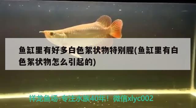 魚缸里有好多白色絮狀物特別腥(魚缸里有白色絮狀物怎么引起的) 祥龍進口元寶鳳凰魚