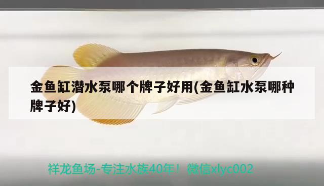 金魚缸潛水泵哪個牌子好用(金魚缸水泵哪種牌子好) 魚缸水泵