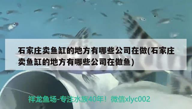 石家莊賣魚缸的地方有哪些公司在做(石家莊賣魚缸的地方有哪些公司在做魚)