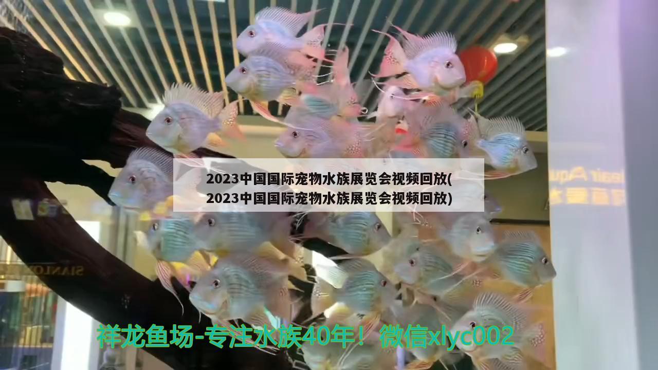 2023中國國際寵物水族展覽會視頻回放(2023中國國際寵物水族展覽會視頻回放)