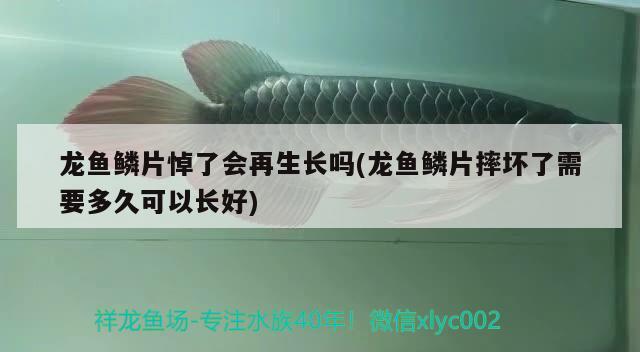 龍魚鱗片悼了會(huì)再生長嗎(龍魚鱗片摔壞了需要多久可以長好)