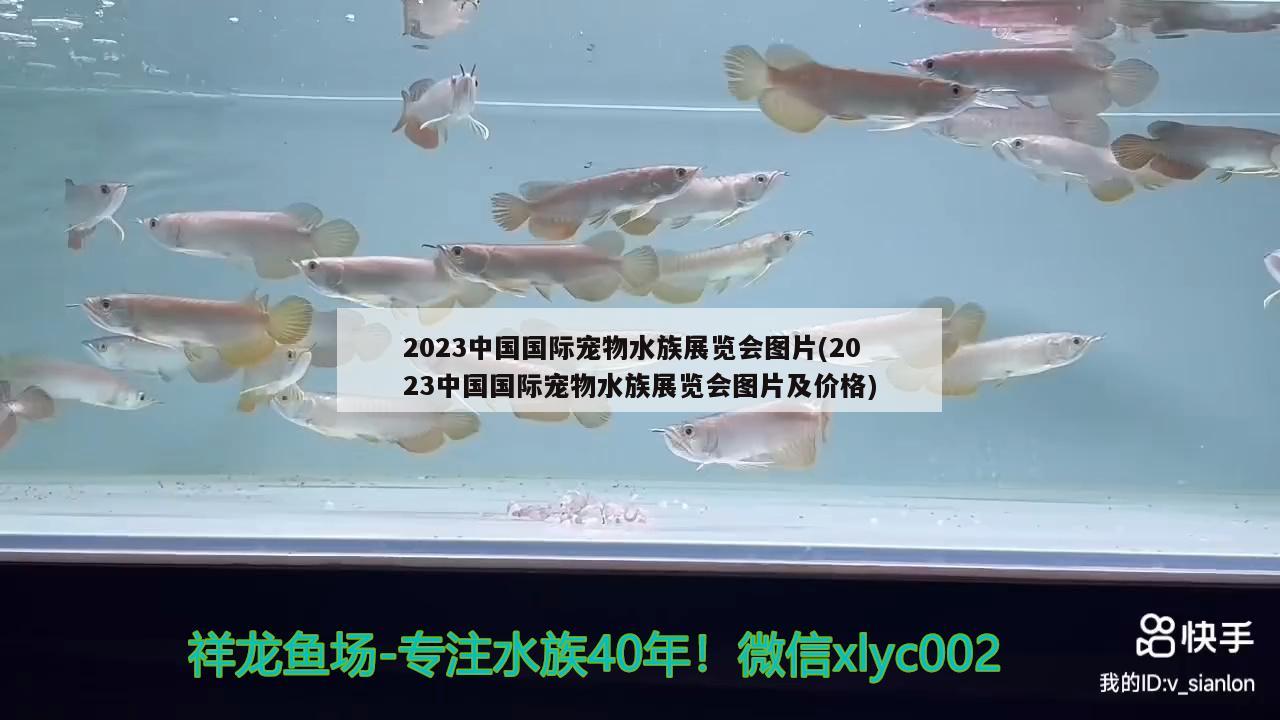 2023中國國際寵物水族展覽會(huì)圖片(2023中國國際寵物水族展覽會(huì)圖片及價(jià)格) 水族展會(huì)