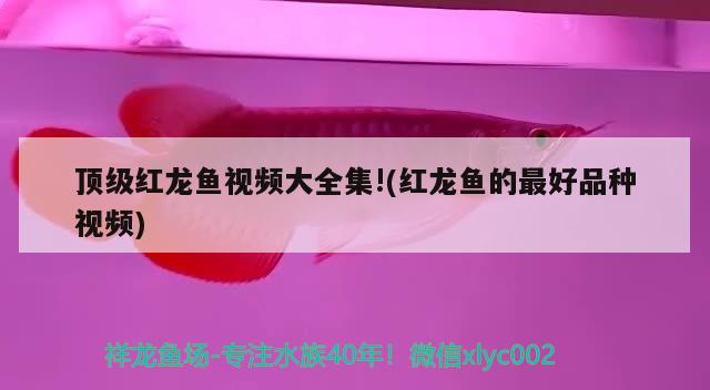 頂級(jí)紅龍魚(yú)視頻大全集!(紅龍魚(yú)的最好品種視頻) 2025第29屆中國(guó)國(guó)際寵物水族展覽會(huì)CIPS（長(zhǎng)城寵物展2025 CIPS）