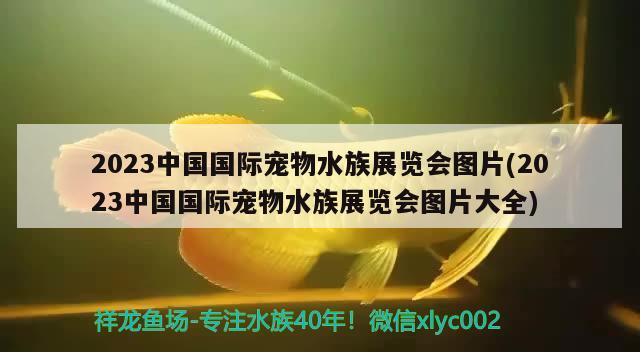 2023中國國際寵物水族展覽會圖片(2023中國國際寵物水族展覽會圖片大全)