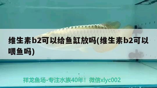 維生素b2可以給魚缸放嗎(維生素b2可以喂魚嗎)