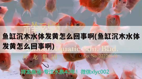 魚缸沉木水體發(fā)黃怎么回事啊(魚缸沉木水體發(fā)黃怎么回事啊)