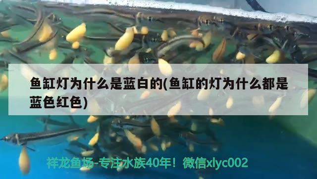 魚缸燈為什么是藍(lán)白的(魚缸的燈為什么都是藍(lán)色紅色) 黃金達(dá)摩魚