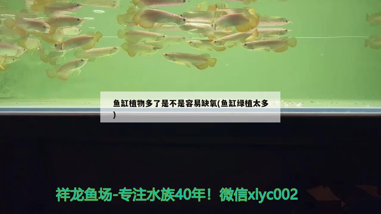 魚缸植物多了是不是容易缺氧(魚缸綠植太多) 黃寬帶蝴蝶魚