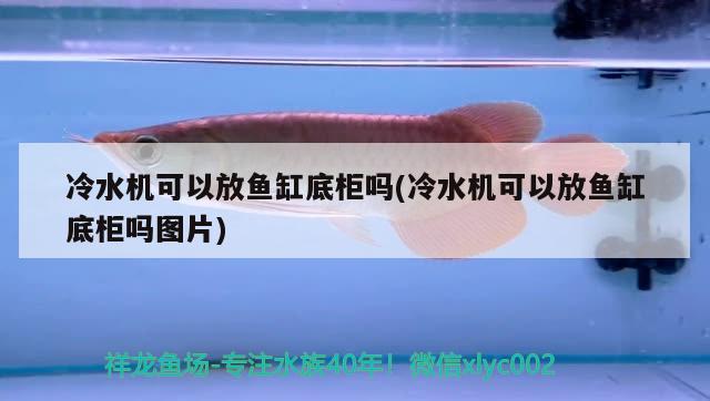 冷水機(jī)可以放魚缸底柜嗎(冷水機(jī)可以放魚缸底柜嗎圖片)