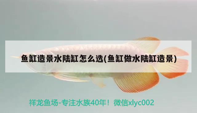 魚缸造景水陸缸怎么選(魚缸做水陸缸造景) 除藻劑