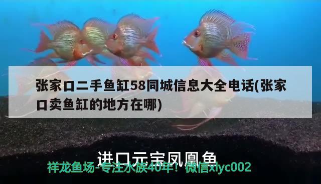 張家口二手魚缸58同城信息大全電話(張家口賣魚缸的地方在哪)