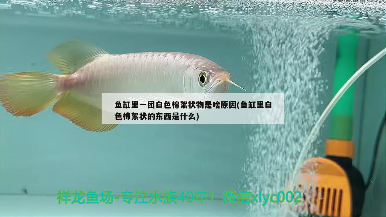 魚缸里一團(tuán)白色棉絮狀物是啥原因(魚缸里白色棉絮狀的東西是什么)