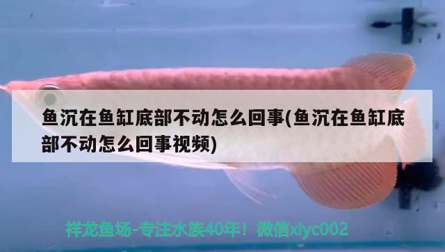 魚沉在魚缸底部不動(dòng)怎么回事(魚沉在魚缸底部不動(dòng)怎么回事視頻) iwish愛(ài)唯希品牌魚缸