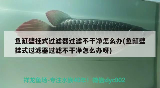 魚缸壁掛式過濾器過濾不干凈怎么辦(魚缸壁掛式過濾器過濾不干凈怎么辦呀) 白寫錦鯉魚