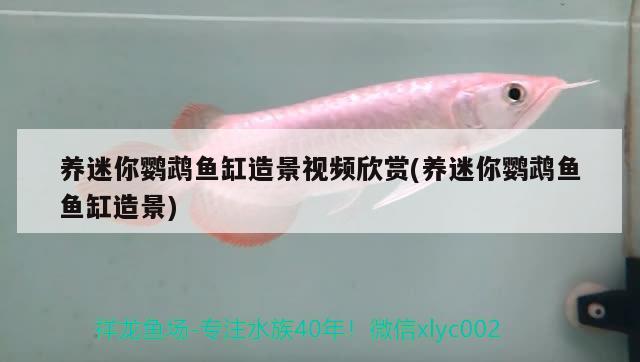 養(yǎng)迷你鸚鵡魚缸造景視頻欣賞(養(yǎng)迷你鸚鵡魚魚缸造景)