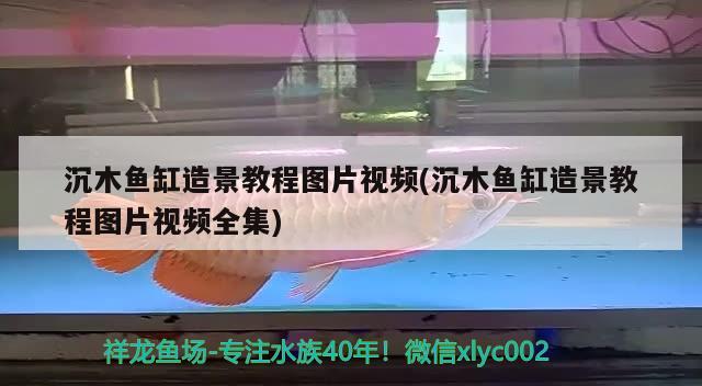 沉木魚缸造景教程圖片視頻(沉木魚缸造景教程圖片視頻全集) 蝴蝶鯉魚苗