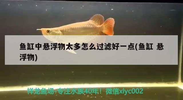 魚缸中懸浮物太多怎么過濾好一點(魚缸懸浮物) 黃金達摩魚