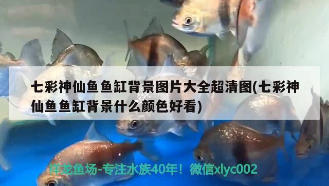 七彩神仙魚魚缸背景圖片大全超清圖(七彩神仙魚魚缸背景什么顏色好看) 七彩神仙魚