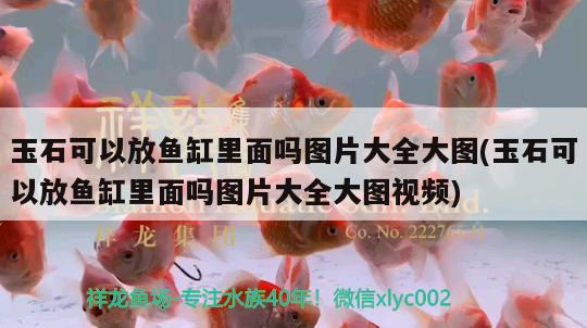 玉石可以放魚缸里面嗎圖片大全大圖(玉石可以放魚缸里面嗎圖片大全大圖視頻)