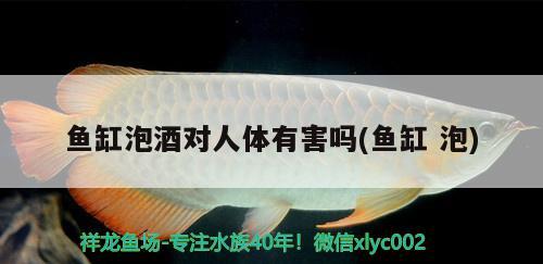 魚(yú)缸泡酒對(duì)人體有害嗎(魚(yú)缸泡)