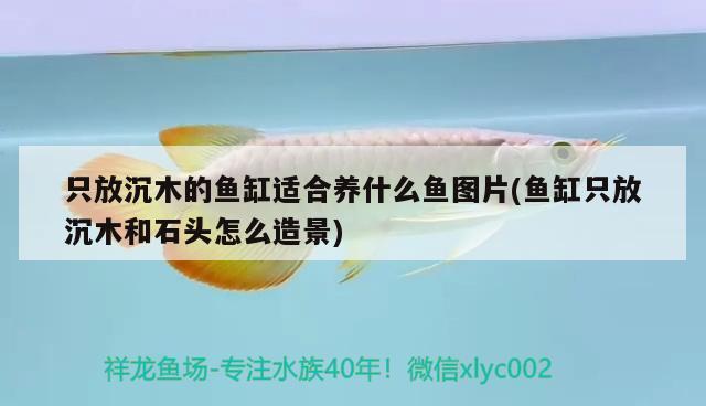 只放沉木的魚缸適合養(yǎng)什么魚圖片(魚缸只放沉木和石頭怎么造景)