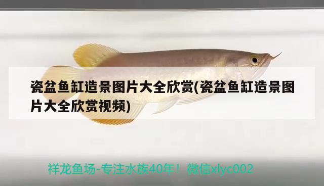 瓷盆魚(yú)缸造景圖片大全欣賞(瓷盆魚(yú)缸造景圖片大全欣賞視頻)