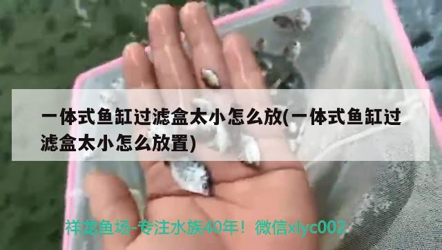 一體式魚缸過濾盒太小怎么放(一體式魚缸過濾盒太小怎么放置) 黃吉金龍（白子金龍魚） 第2張