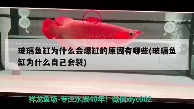 玻璃魚(yú)缸為什么會(huì)爆缸的原因有哪些(玻璃魚(yú)缸為什么自己會(huì)裂) 高背金龍魚(yú)