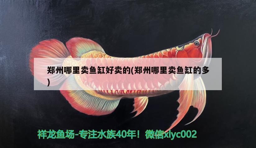 鄭州哪里賣魚缸好賣的(鄭州哪里賣魚缸的多)