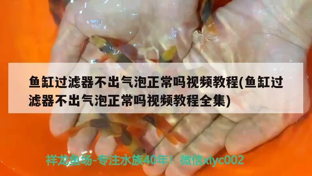 魚缸過濾器不出氣泡正常嗎視頻教程(魚缸過濾器不出氣泡正常嗎視頻教程全集) 藍底過背金龍魚