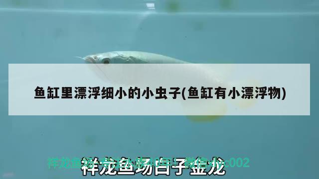 魚缸里漂浮細小的小蟲子(魚缸有小漂浮物) 水溫計