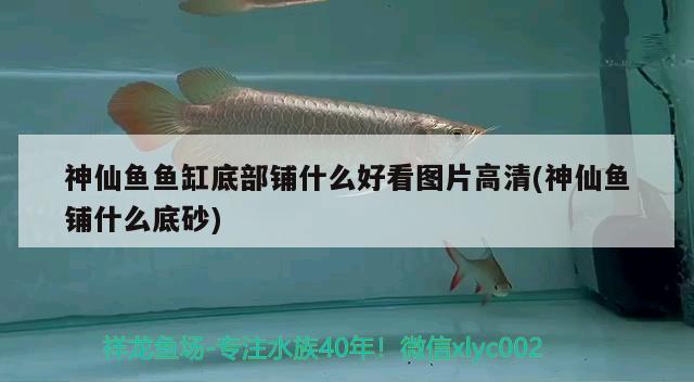 神仙魚魚缸底部鋪什么好看圖片高清(神仙魚鋪什么底砂) 蝴蝶鯉