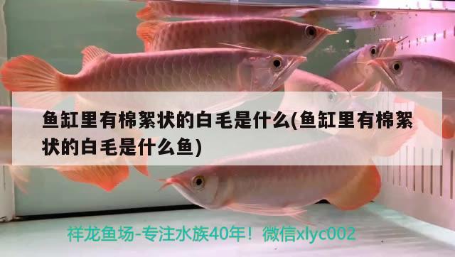 魚缸里有棉絮狀的白毛是什么(魚缸里有棉絮狀的白毛是什么魚) 黑白雙星