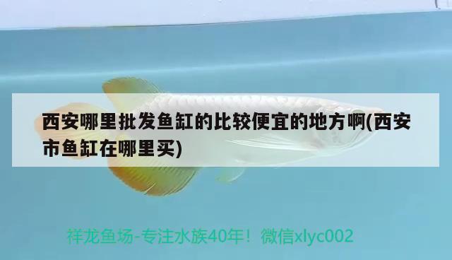 西安哪里批發(fā)魚缸的比較便宜的地方啊(西安市魚缸在哪里買) 狗頭魚