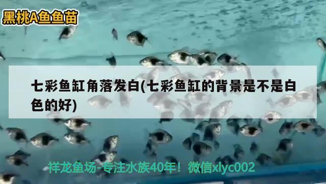 七彩魚(yú)缸角落發(fā)白(七彩魚(yú)缸的背景是不是白色的好) 大日玉鯖魚(yú)