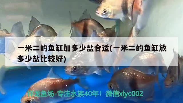 一米二的魚缸加多少鹽合適(一米二的魚缸放多少鹽比較好) 泰國虎魚