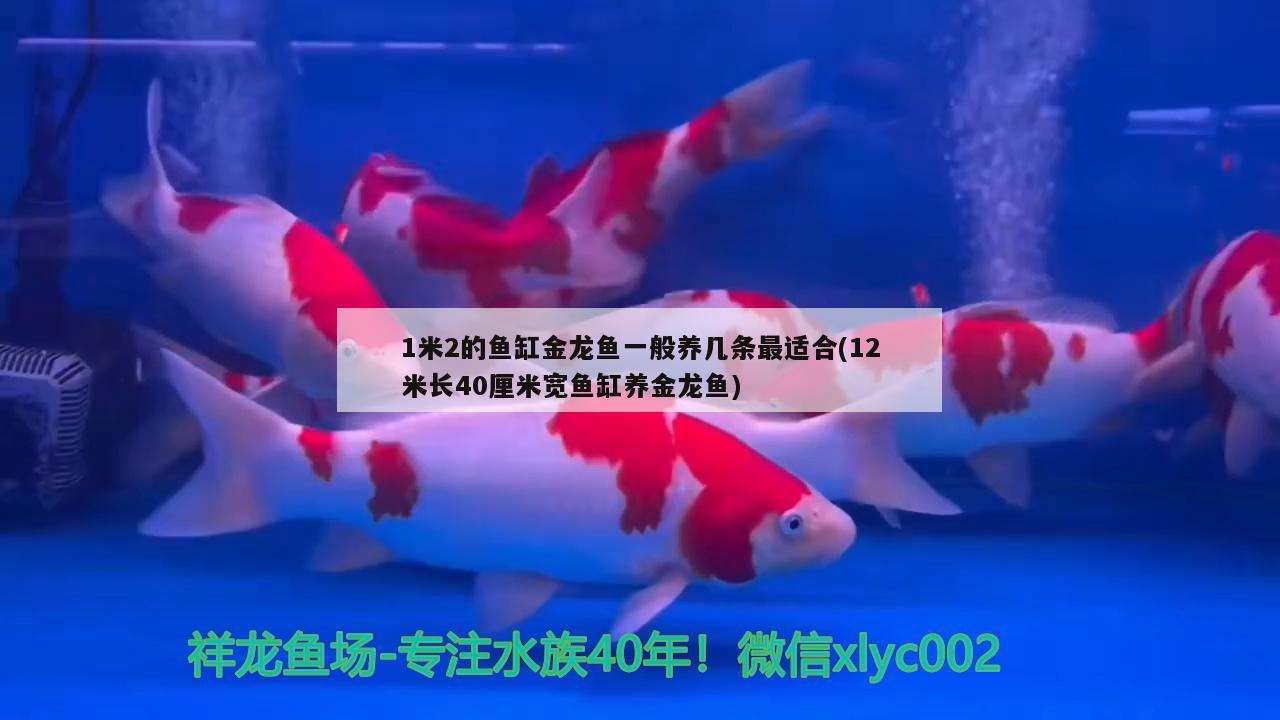 1米2的魚缸金龍魚一般養(yǎng)幾條最適合(12米長40厘米寬魚缸養(yǎng)金龍魚)